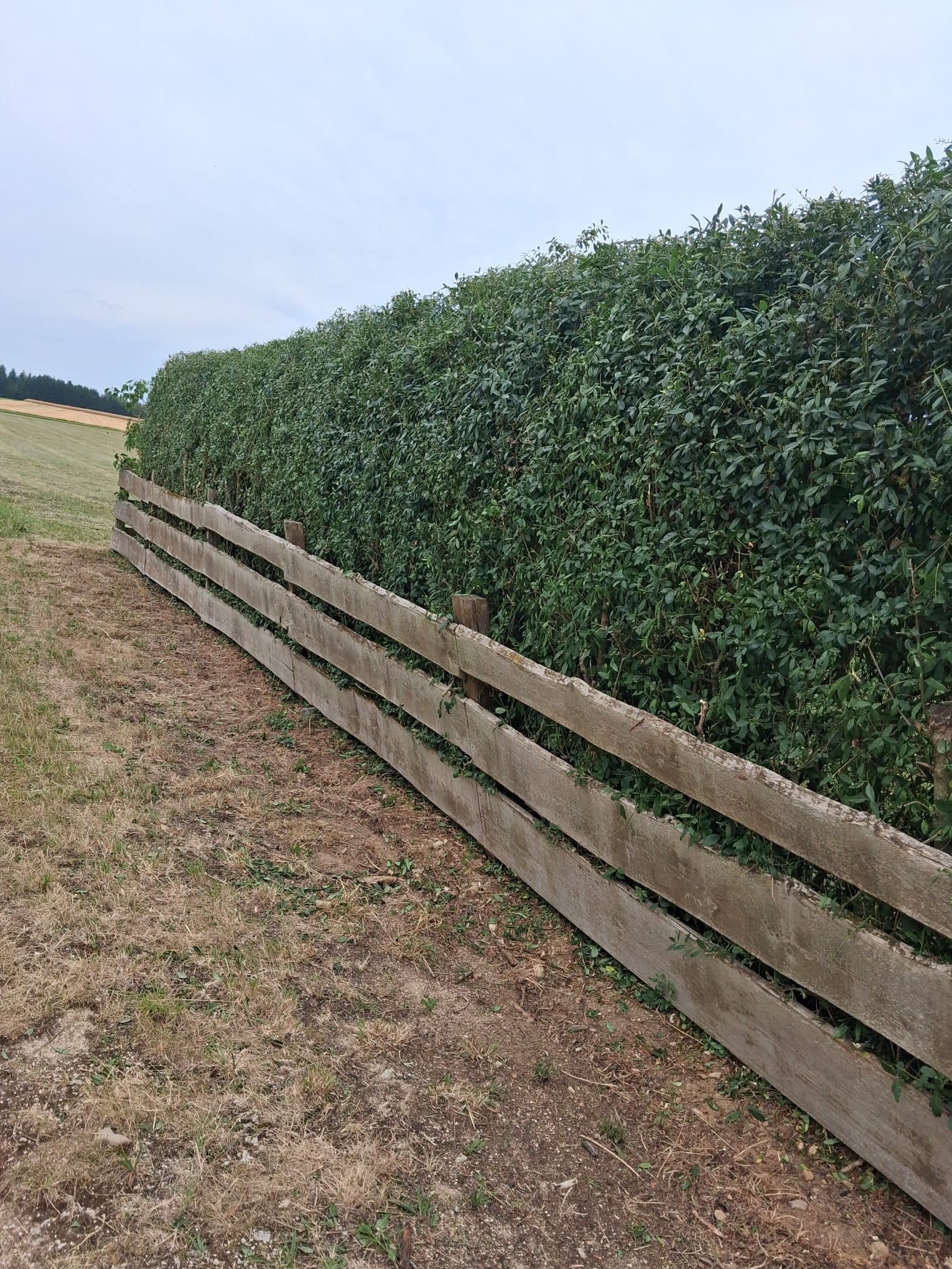 Lange Heckenreihe geschnitten – Kormanns Gartenpflege